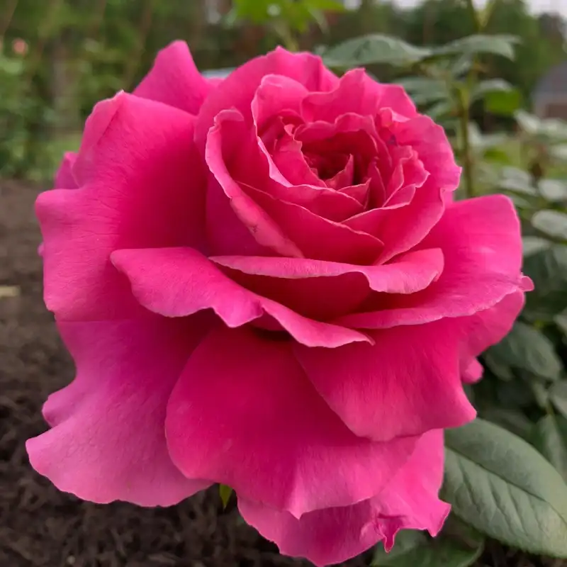 Pretty Lady Rose™ Hybrid Tea Rose - Image 6