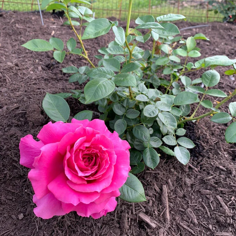 Pretty Lady Rose™ Hybrid Tea Rose - Image 7