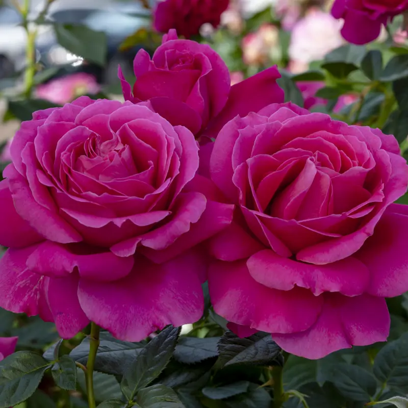 Pretty Lady Rose™ Hybrid Tea Rose - Image 8