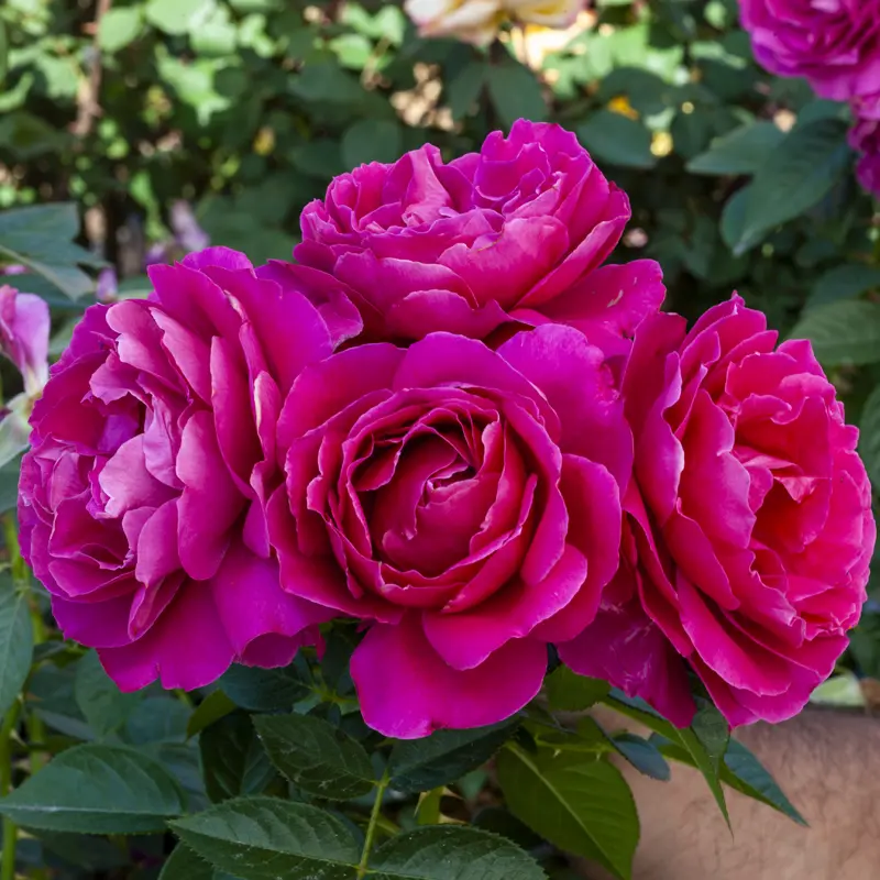 Pretty Lady Rose™ Hybrid Tea Rose - Image 9