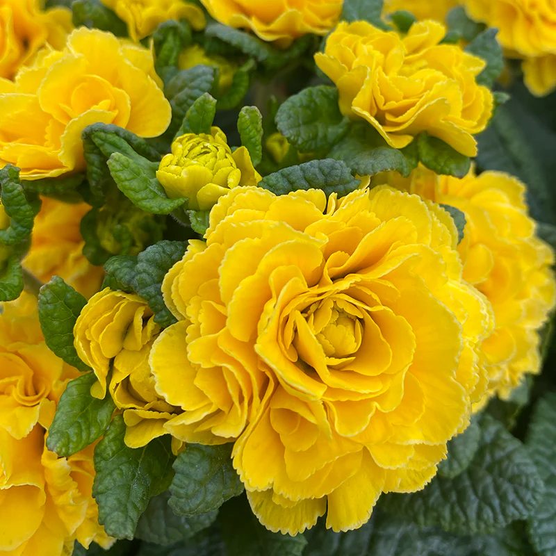 Prima Belarina® Spring Sun Double Primrose - Image 3