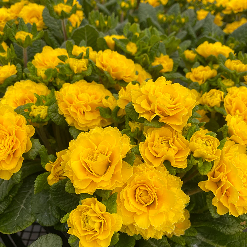 Prima Belarina® Spring Sun Double Primrose - Image 4