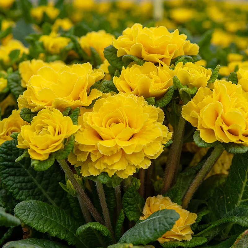 Prima Belarina® Spring Sun Double Primrose - Image 5