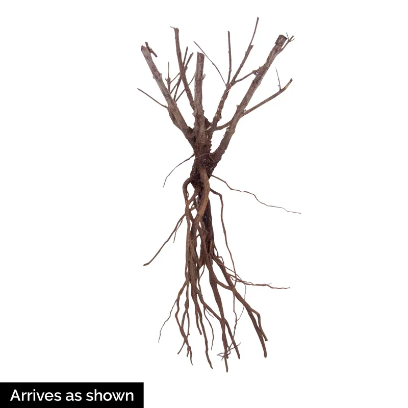 Prime Time Russian Sage - Image 3