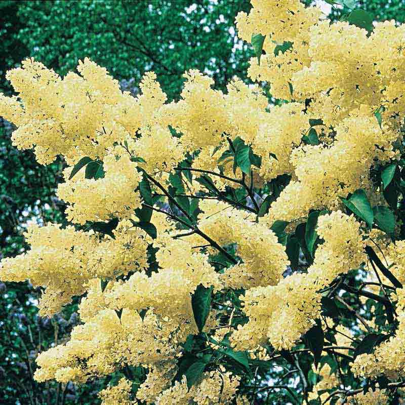 Primrose Lilac Shrub - Image 2