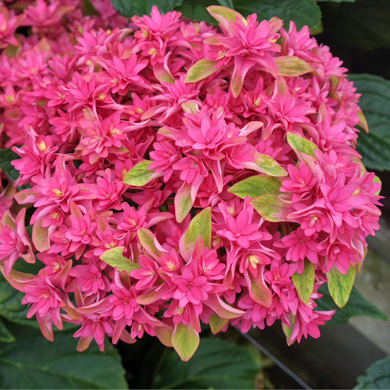 Princess Diana Mophead Hydrangea - Image 2
