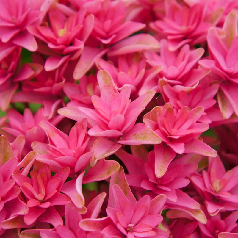 Princess Diana Mophead Hydrangea - Image 3