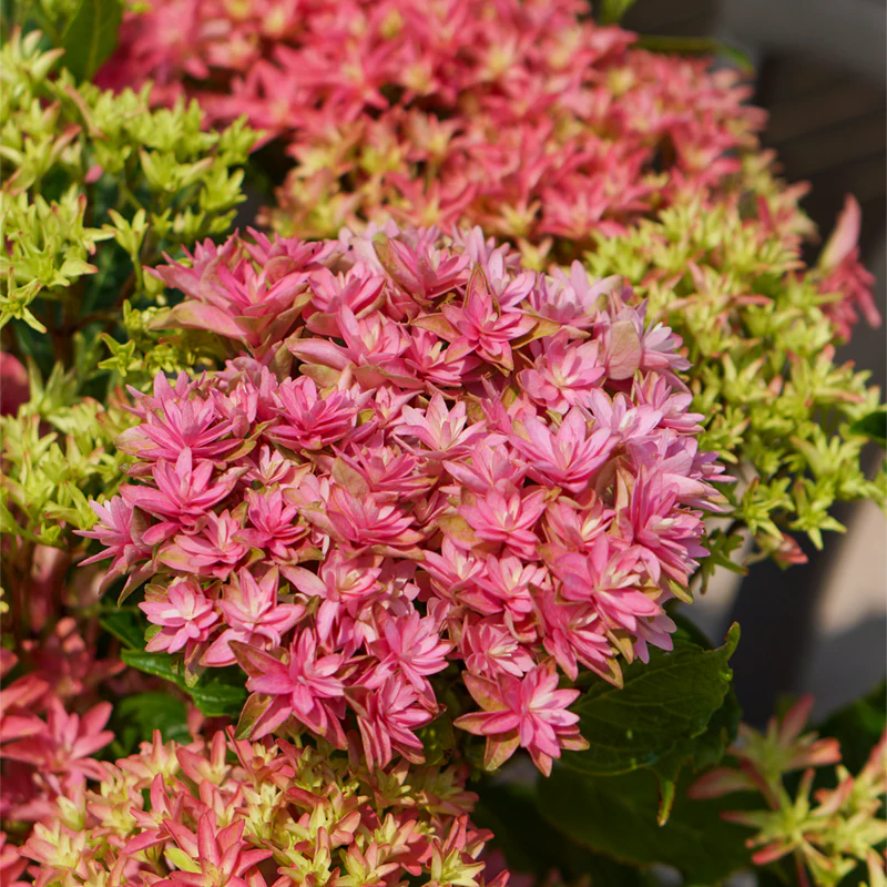 Princess Diana Mophead Hydrangea - Image 4
