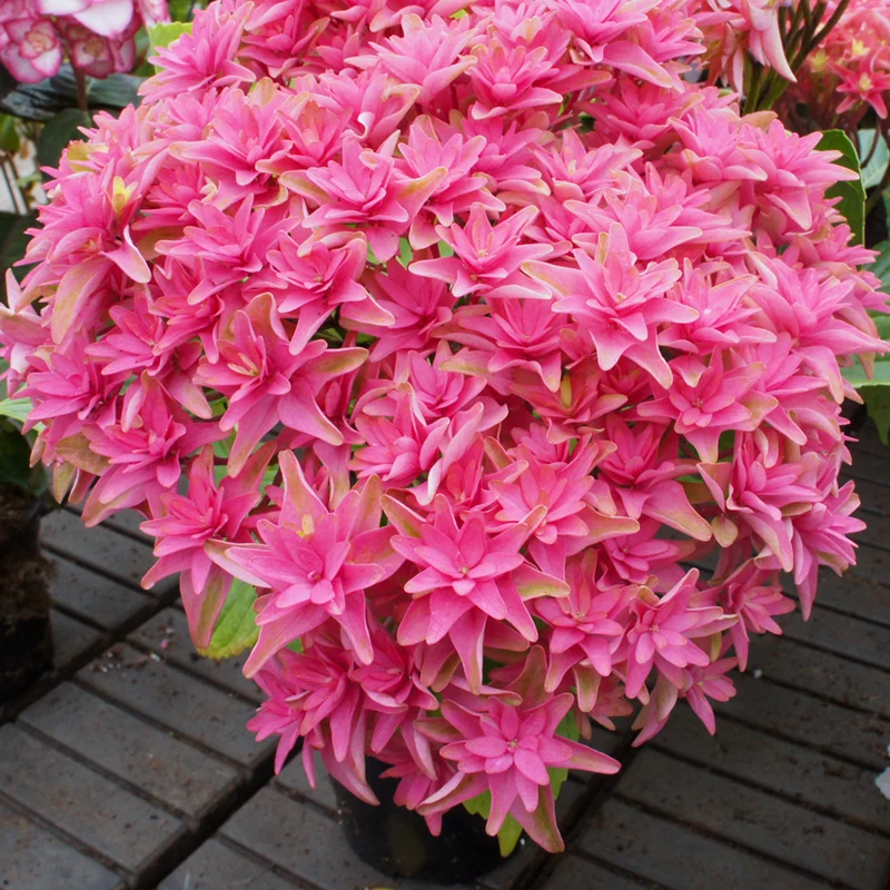 Princess Diana Mophead Hydrangea - Image 5