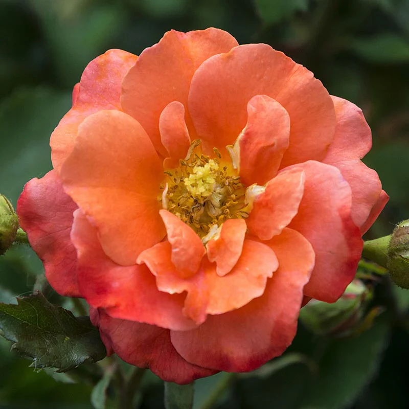 Apricot Princess® Shrub Rose - Image 2