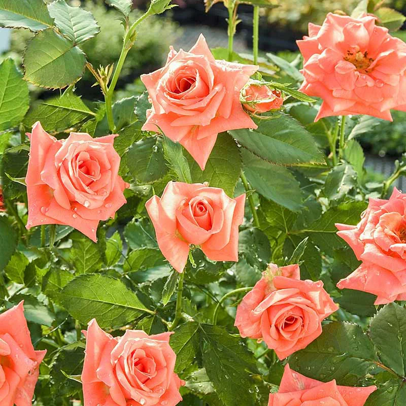Apricot Princess® Shrub Rose - Image 3