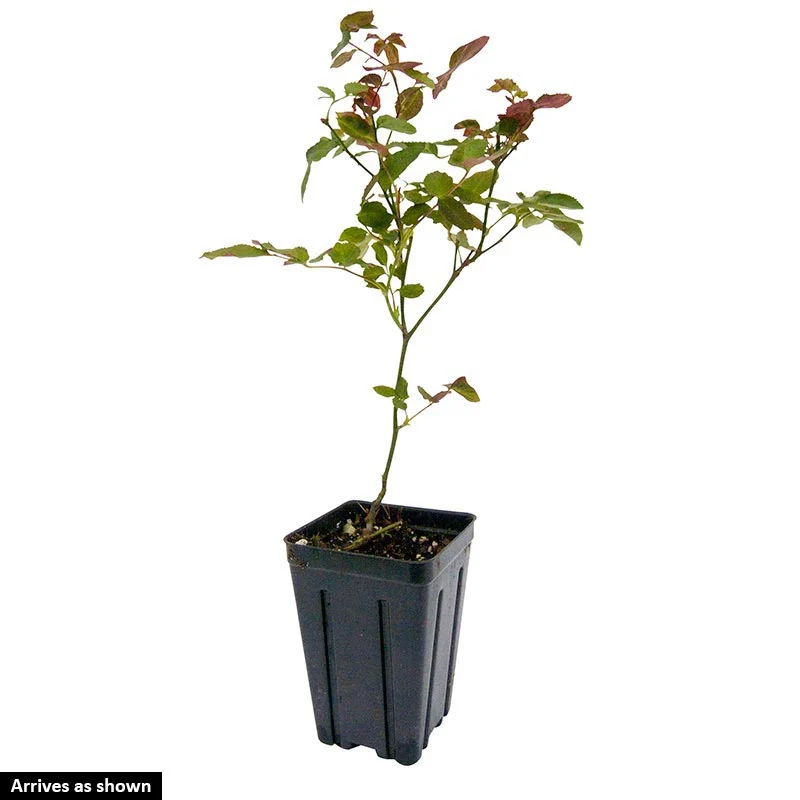 Apricot Princess® Shrub Rose - Image 4