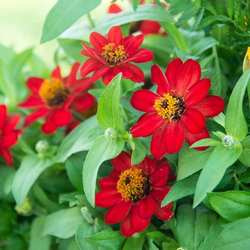 Profusion Red Zinnia - Image 2
