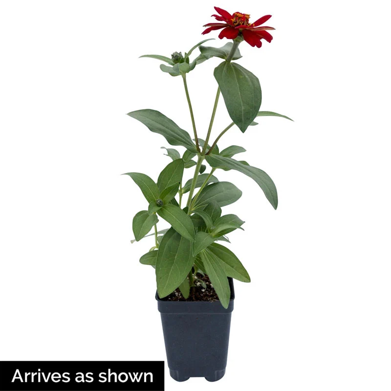 Profusion Red Zinnia - Image 3