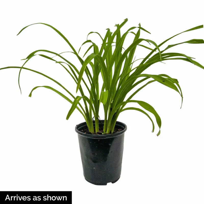 Purple de Oro Reblooming Daylily - Image 3