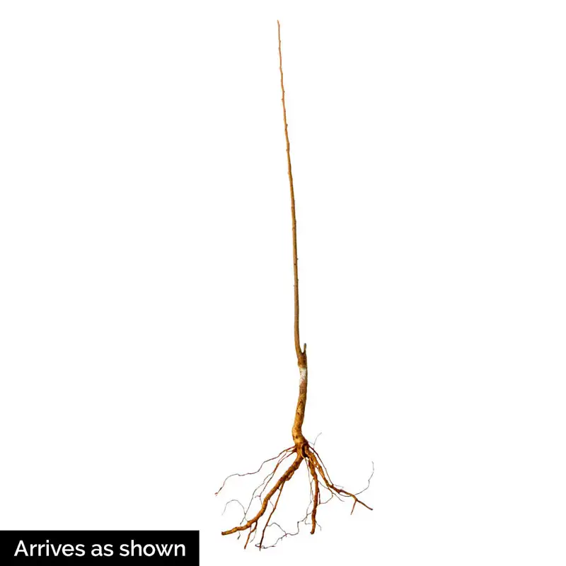 Purple Ghost Japanese Maple - Image 2