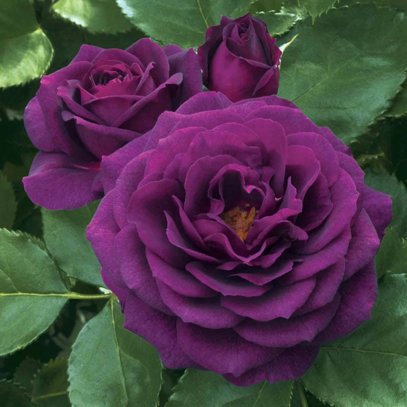 Purple Jumbo Rose Sampler - Image 3