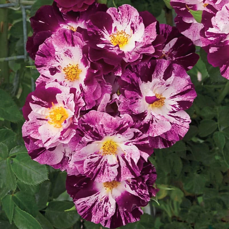Purple Jumbo Rose Sampler - Image 4