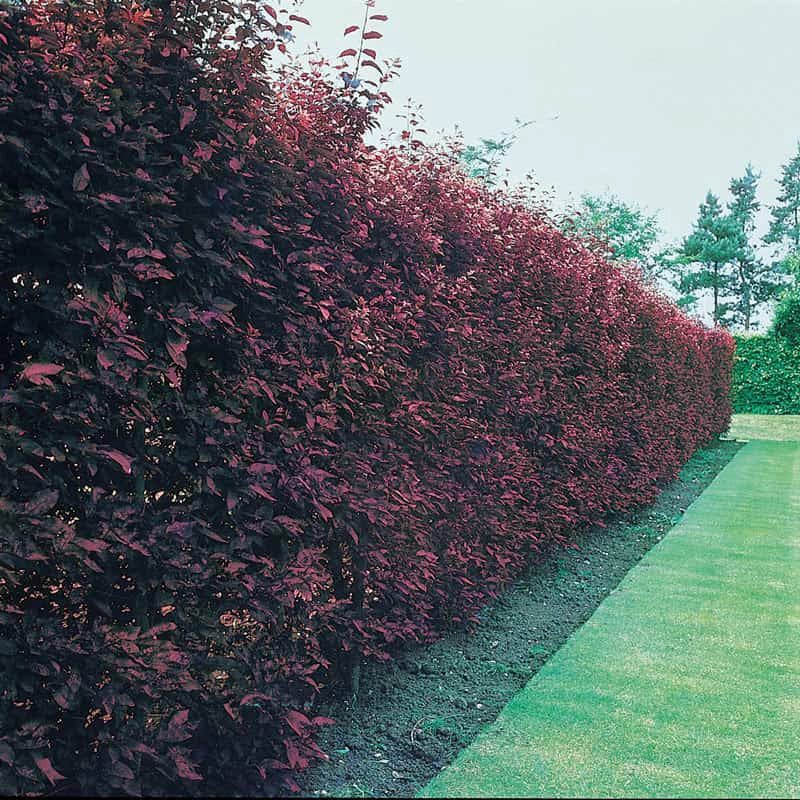 Purple Leaf Sand Cherry