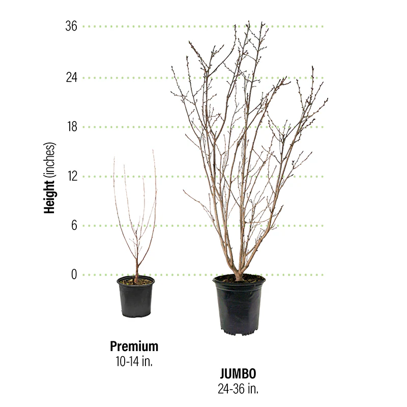 Purple Leaf Sand Cherry - Image 2