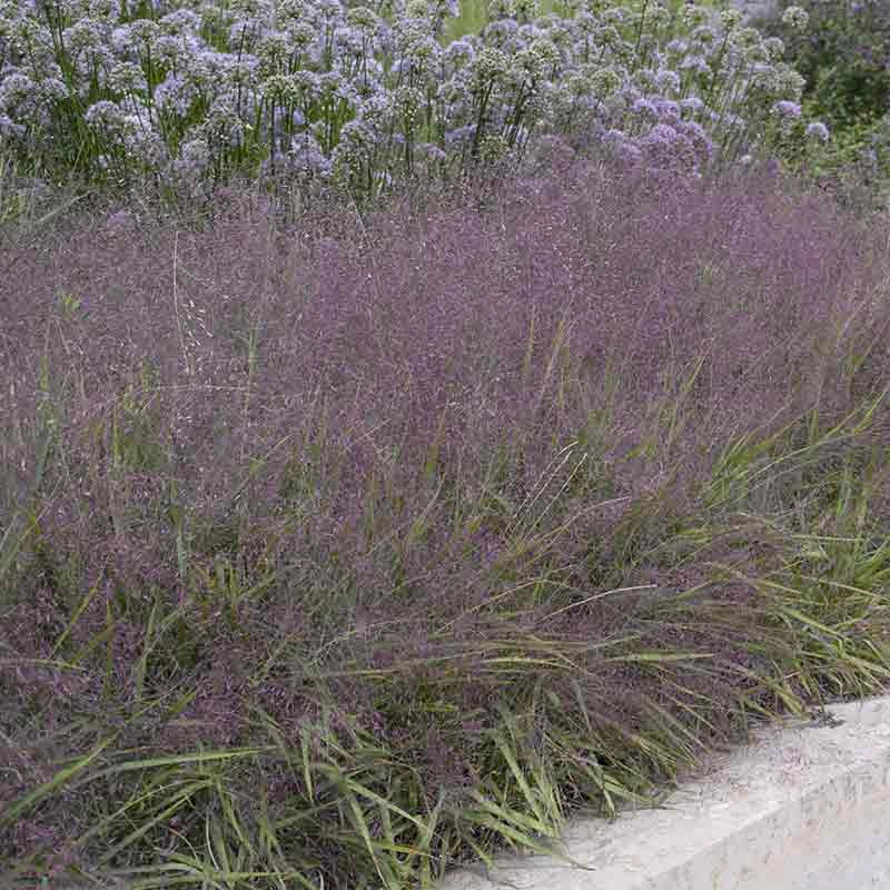 Purple Love Grass - Image 2
