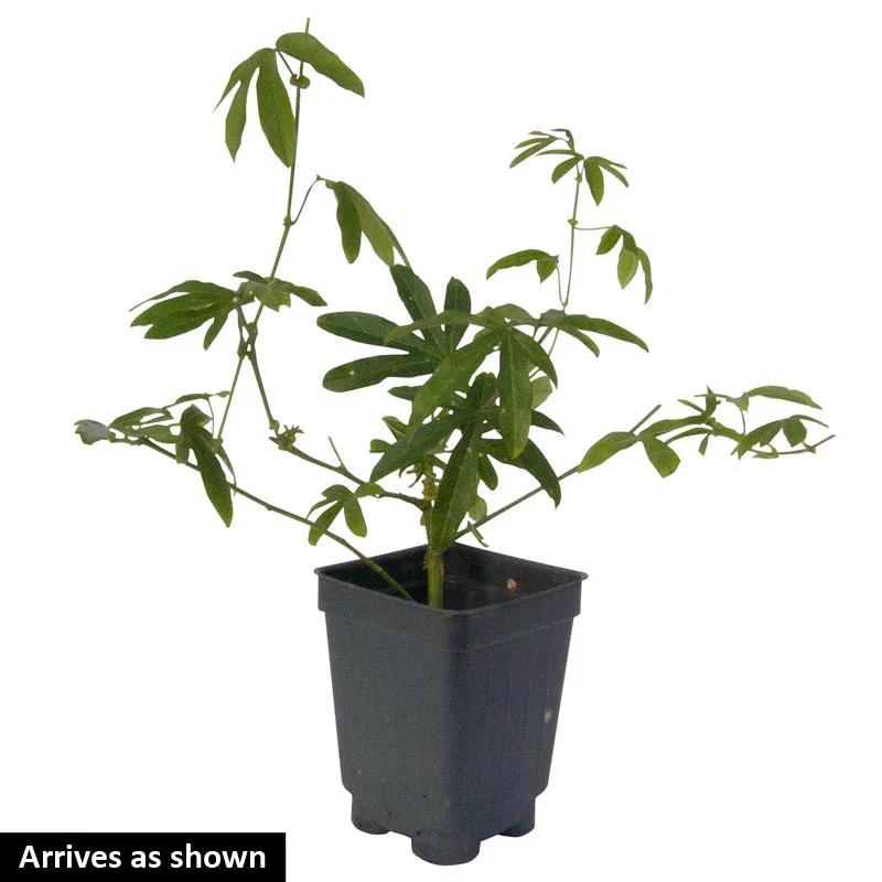 Purple Passion Flower Vine - Image 2