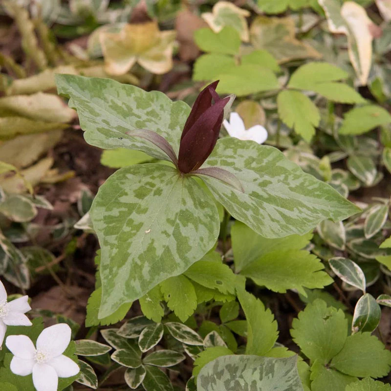 Purple Prairie Trillium - Image 2