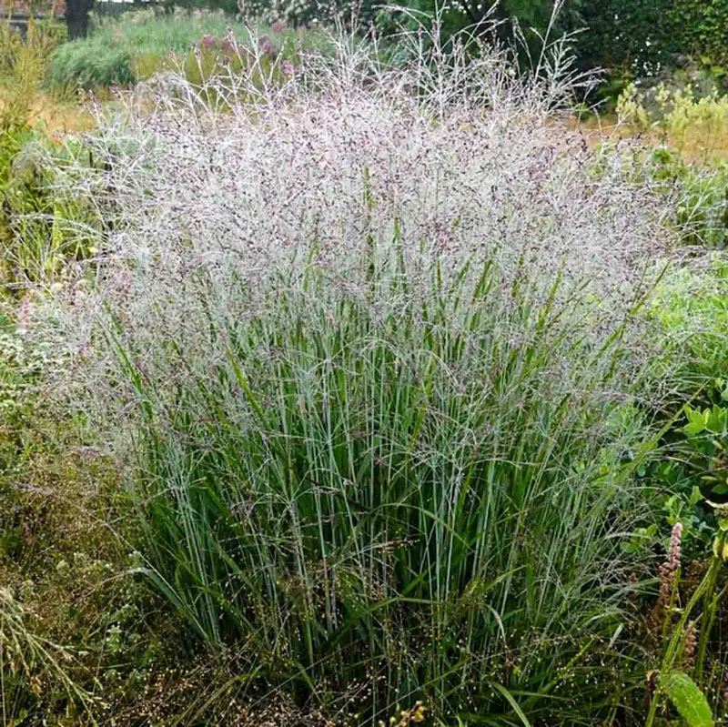 Purple Tears Switchgrass - Image 2