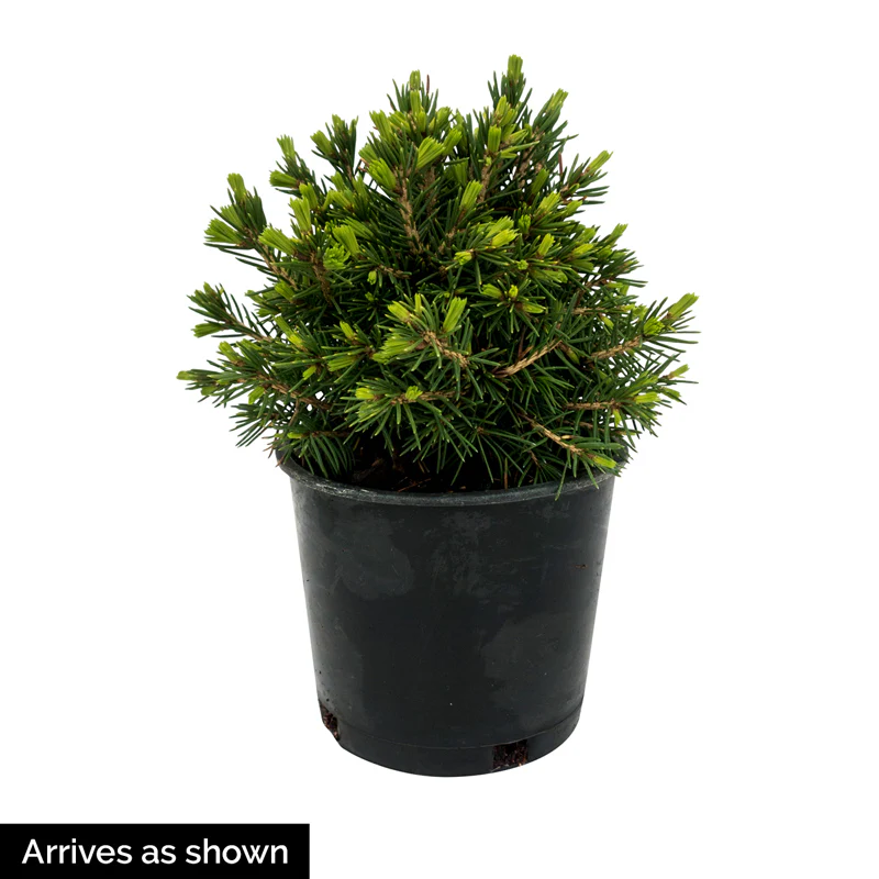 Papoose Sitka Spruce - Image 2
