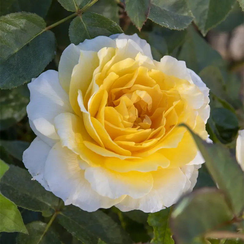 Quest For Zest™  Grandiflora Rose - Image 2