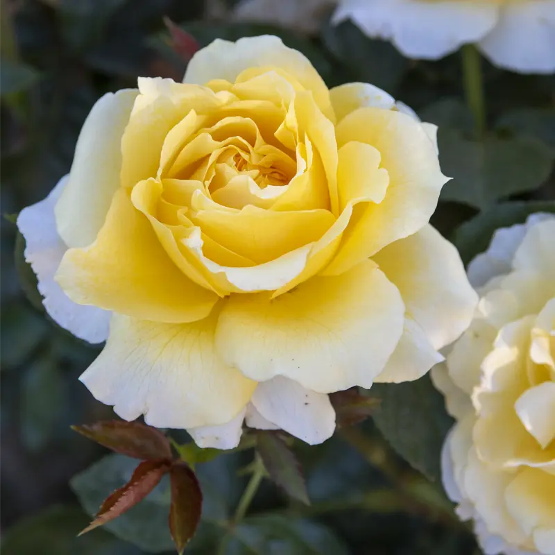 Quest For Zest™  Grandiflora Rose - Image 3