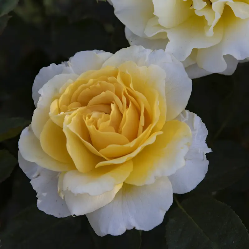 Quest For Zest™  Grandiflora Rose - Image 4