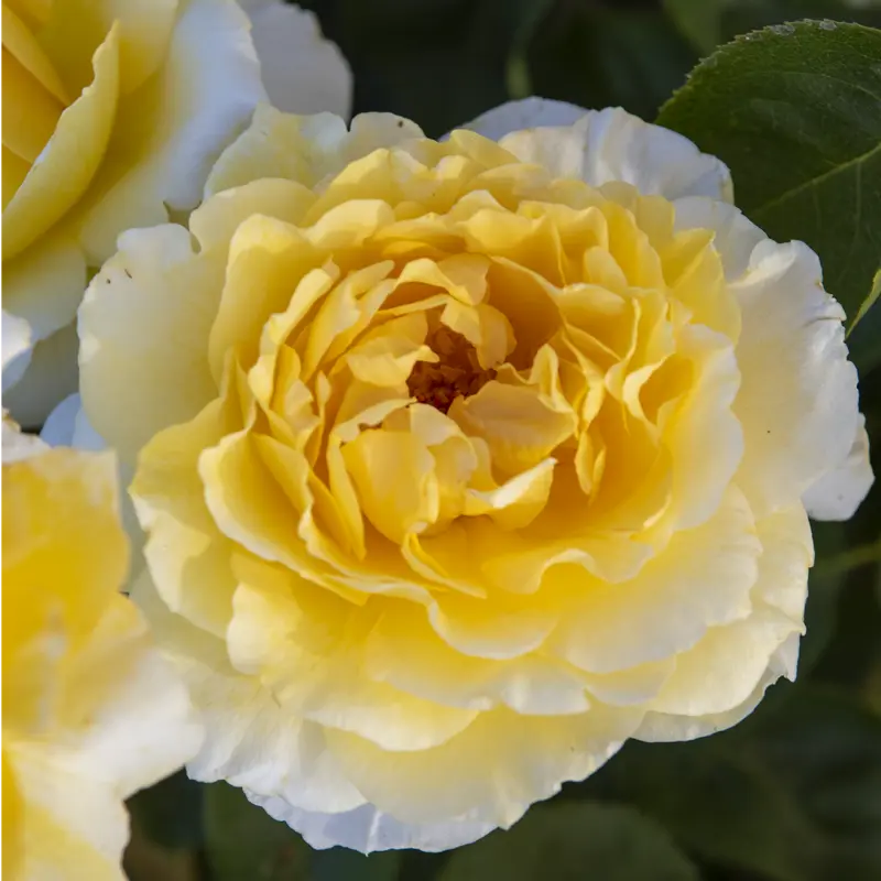 Quest For Zest™  Grandiflora Rose - Image 6