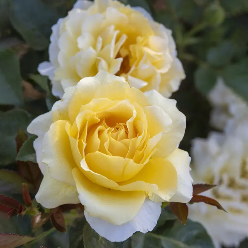 Quest For Zest™  Grandiflora Rose - Image 7