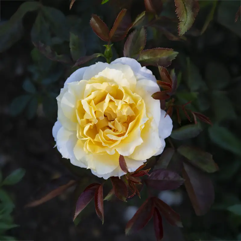 Quest For Zest™  Grandiflora Rose - Image 9