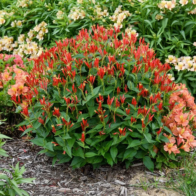 Ragin Cajun Spigelia