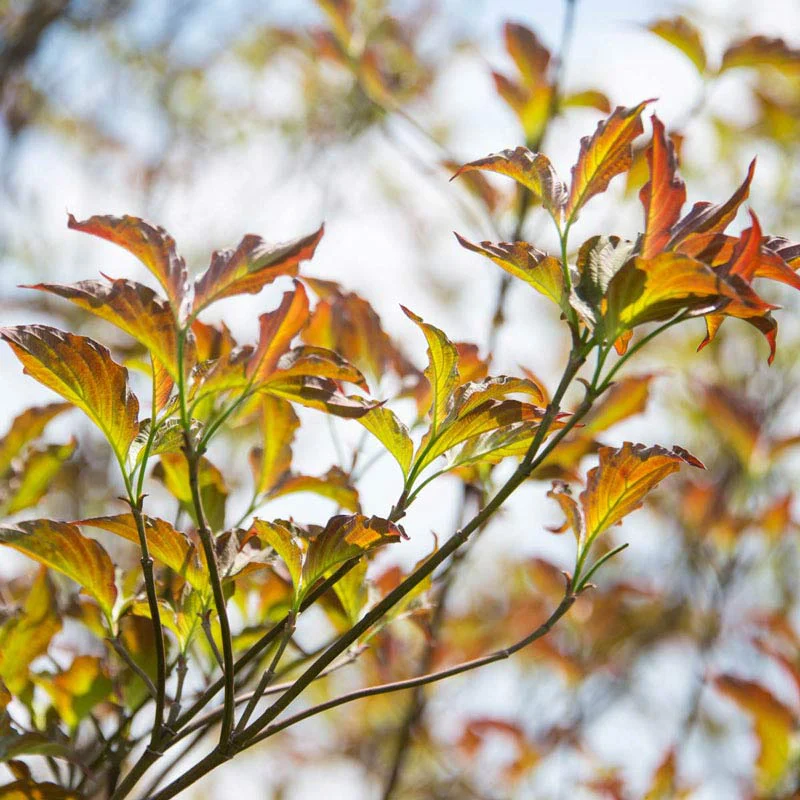 Raging Red Flowering Dogwood Tree - Image 3