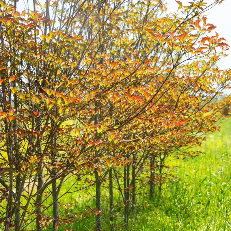 Raging Red Flowering Dogwood Tree - Image 4