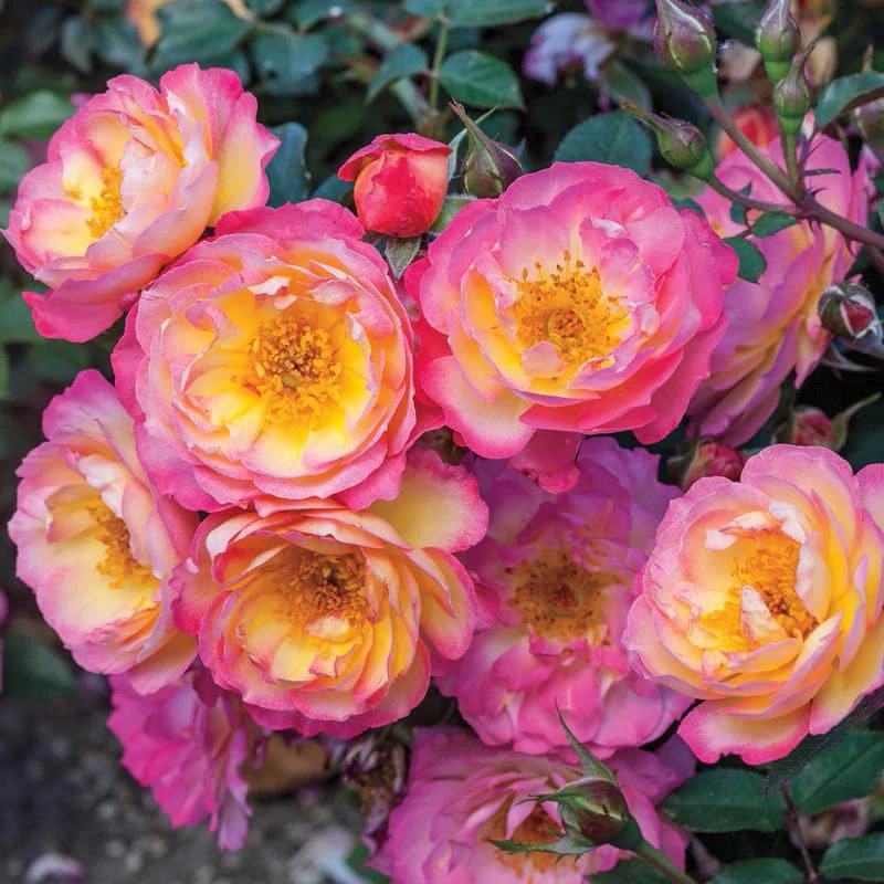 Rainbow Happy Trails™ Groundcover Rose