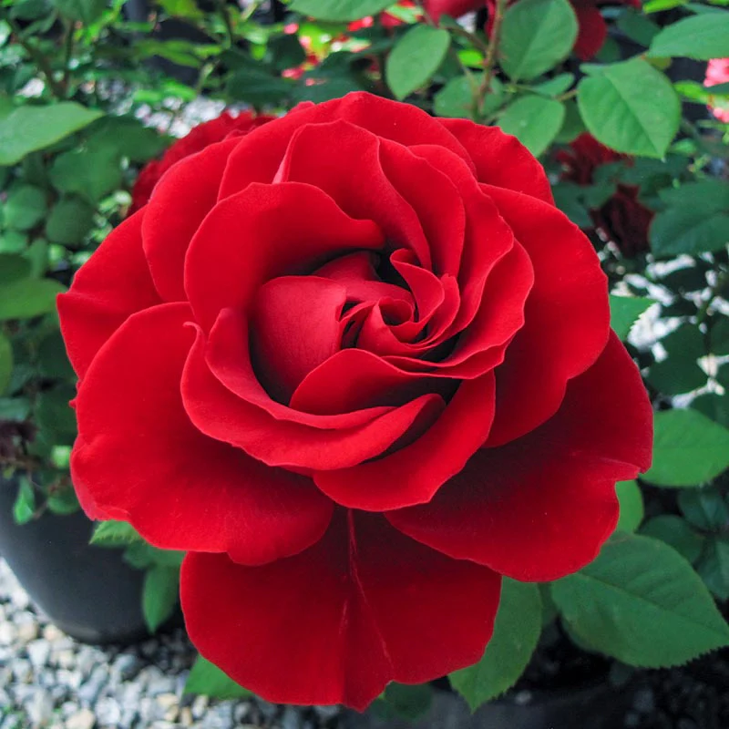 Rainbow of Roses Collection - Image 2