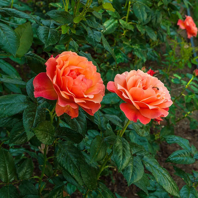 Rainbow of Roses Collection - Image 5