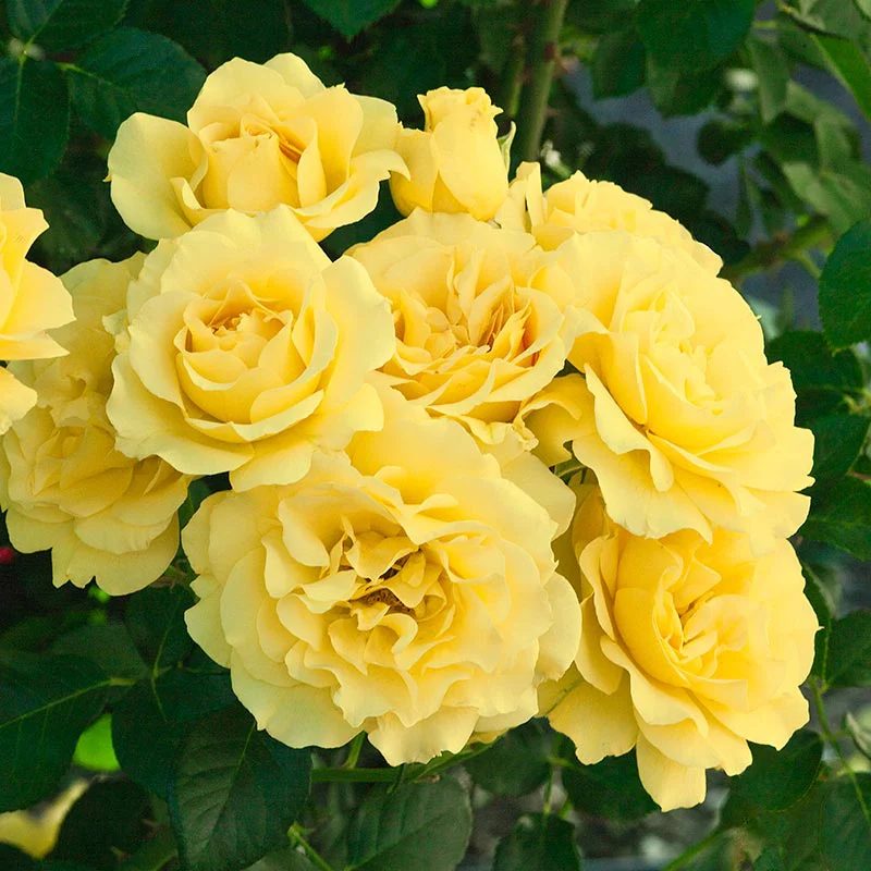 Rainbow of Roses Collection - Image 6