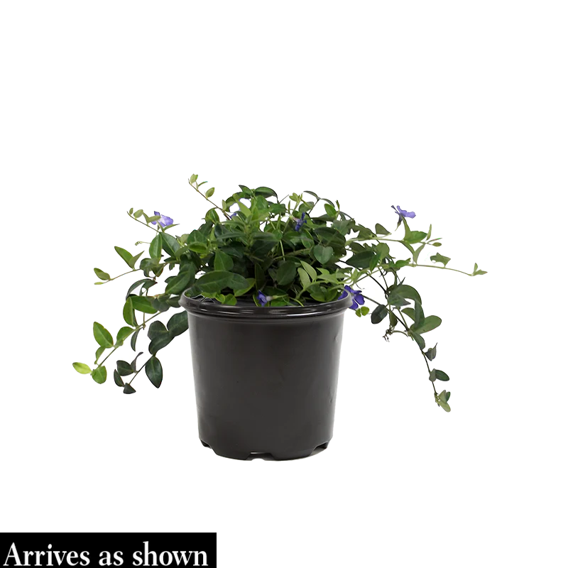 Ralph Shugert Vinca - Image 2