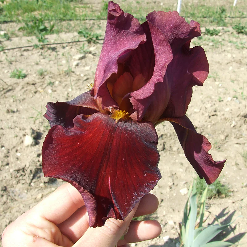 Rarest Red Bearded Iris - Image 2