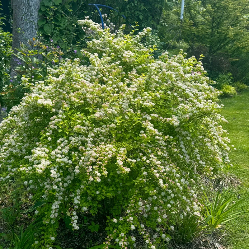 Raspberry Lemonade Ninebark - Image 3