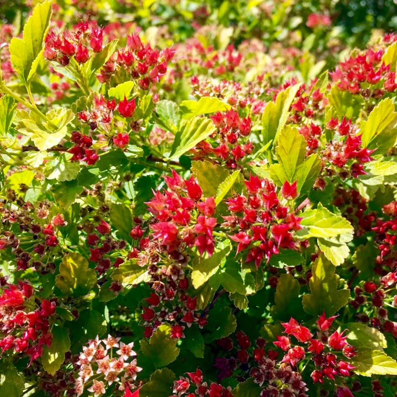 Raspberry Lemonade Ninebark - Image 4