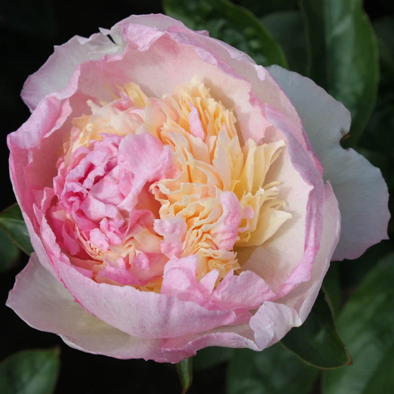 Raspberry Sundae Peony - Image 2