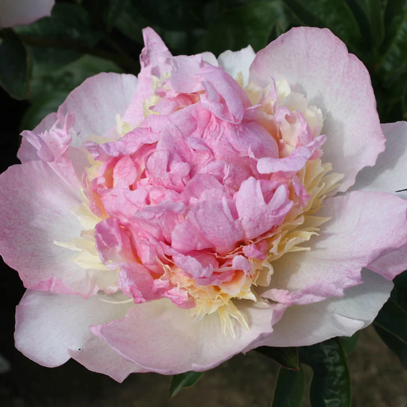 Raspberry Sundae Peony - Image 3