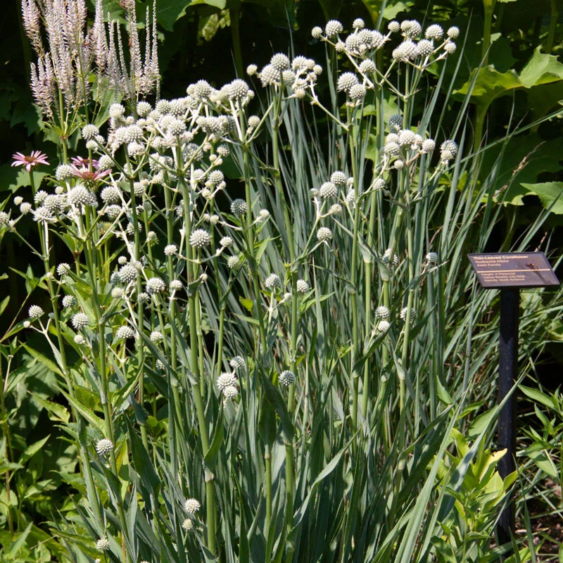 Rattlesnake Master Eryngium - Image 2