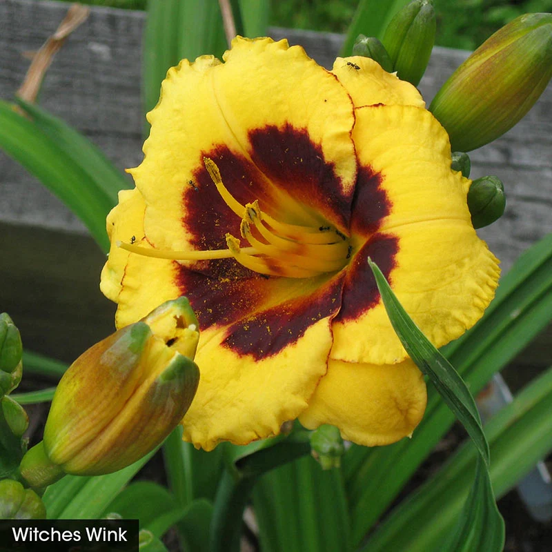Classic Reblooming Daylily Collection - Image 6
